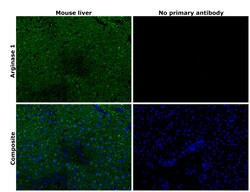 Invitrogen Arginase 1 Polyclonal Antibody 100 &mu;L; Unconjugated:Antibodies,