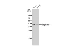 Invitrogen Arginase 1 Polyclonal Antibody 100 &mu;L | Buy Online | Invitrogen&trade; | Fisher Scientific