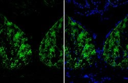 Invitrogen Arginase 1 Polyclonal Antibody 100 &mu;L; Unconjugated:Antibodies,