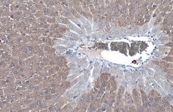 Invitrogen Arginase 1 Polyclonal Antibody 100 &mu;L; Unconjugated:Antibodies,