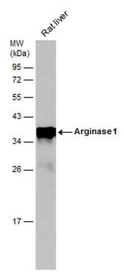 Invitrogen Arginase 1 Polyclonal Antibody 100 &mu;L; Unconjugated:Antibodies,