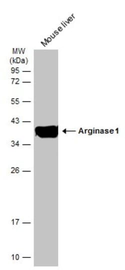 Invitrogen Arginase 1 Polyclonal Antibody 100 &mu;L; Unconjugated:Antibodies,