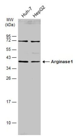 Invitrogen Arginase 1 Polyclonal Antibody 100 &mu;L; Unconjugated:Antibodies,