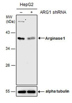 Invitrogen Arginase 1 Polyclonal Antibody 100 &mu;L; Unconjugated:Antibodies,