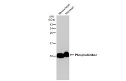 Invitrogen Phospholamban Polyclonal Antibody 100 &mu;L | Buy Online | Invitrogen&trade; | Fisher Scientific