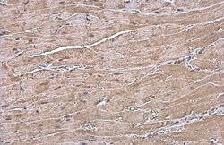 Invitrogen ANP Polyclonal Antibody 100 &mu;L; Unconjugated:Antibodies,