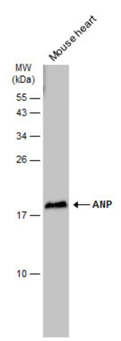 Invitrogen ANP Polyclonal Antibody 100 &mu;L; Unconjugated:Antibodies,