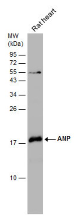 Invitrogen ANP Polyclonal Antibody 100 &mu;L; Unconjugated:Antibodies,