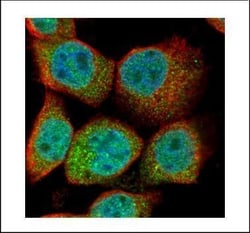 Invitrogen Ubiquitin B Polyclonal Antibody 100 &mu;L; Unconjugated:Antibodies,