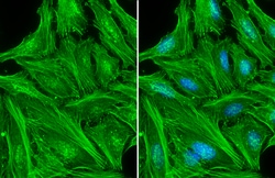 Invitrogen™ beta Actin Polyclonal Antibody