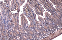 Invitrogen beta Actin Polyclonal Antibody 100 &mu;L; Unconjugated:Antibodies,