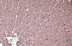 Invitrogen beta Actin Polyclonal Antibody 100 &mu;L; Unconjugated:Antibodies,