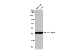 Invitrogen beta Actin Polyclonal Antibody 100 &mu;L; Unconjugated:Antibodies,