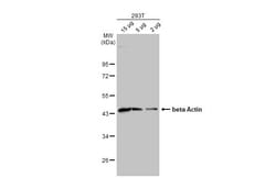 Invitrogen beta Actin Polyclonal Antibody 100 &mu;L; Unconjugated:Antistoffer