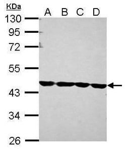 Invitrogen beta Actin Polyclonal Antibody 100 &mu;L; Unconjugated:Antibodies,