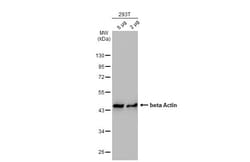 Invitrogen beta Actin Polyclonal Antibody 100 &mu;L; Unconjugated:Antibodies,