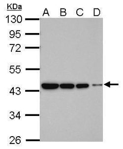 Invitrogen beta Actin Polyclonal Antibody 100 &mu;L; Unconjugated:Antibodies,