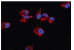 Invitrogen beta Actin Polyclonal Antibody 100 &mu;L; Unconjugated:Antibodies,