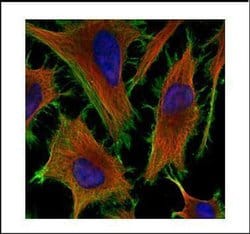 Invitrogen beta Actin Polyclonal Antibody 100 &mu;L; Unconjugated:Antibodies,
