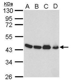 Invitrogen beta Actin Polyclonal Antibody 100 &mu;L; Unconjugated:Antibodies,