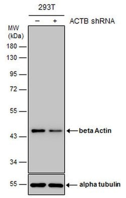 Invitrogen beta Actin Polyclonal Antibody 100 &mu;L; Unconjugated:Antibodies,