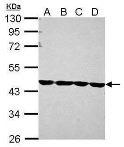 Invitrogen beta Actin Polyclonal Antibody 100 &mu;L; Unconjugated:Antibodies,
