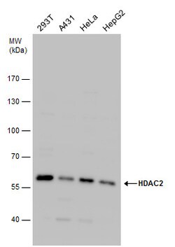 Invitrogen HDAC2 Polyclonal Antibody 100 &mu;L; Unconjugated:Antibodies,