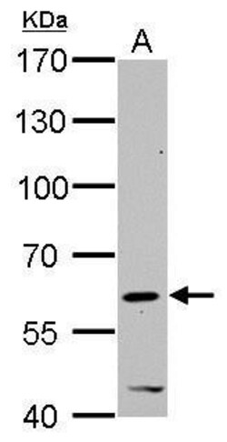 Invitrogen HDAC2 Polyclonal Antibody 100 &mu;L; Unconjugated:Antibodies,