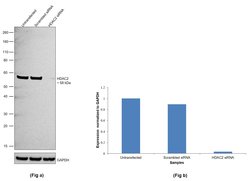 Invitrogen HDAC2 Polyclonal Antibody 100 &mu;L; Unconjugated:Antibodies,