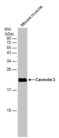 Invitrogen Caveolin 3 Polyclonal Antibody 100 &mu;L; Unconjugated:Antibodies,