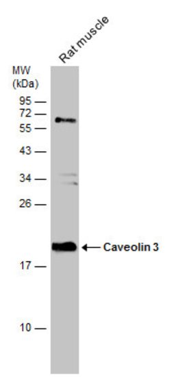 Invitrogen Caveolin 3 Polyclonal Antibody 100 &mu;L; Unconjugated:Antibodies,