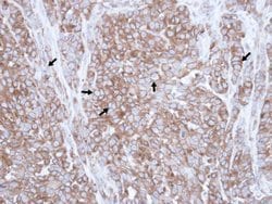 Invitrogen Caveolin 3 Polyclonal Antibody 100 &mu;L; Unconjugated:Antibodies,
