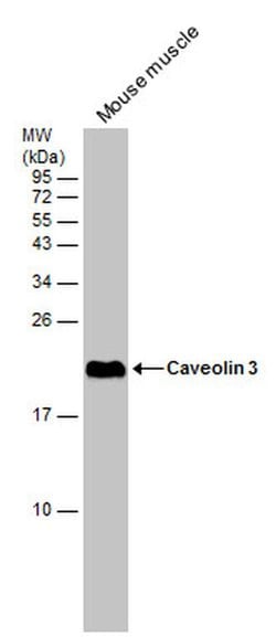 Invitrogen Caveolin 3 Polyclonal Antibody 100 &mu;L; Unconjugated:Antibodies,