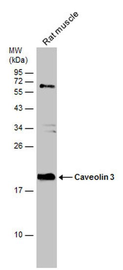 Invitrogen Caveolin 3 Polyclonal Antibody 100 &mu;L; Unconjugated:Antibodies,