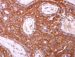 Invitrogen Bax Polyclonal Antibody 100 &mu;L; Unconjugated:Antibodies,
