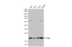 Invitrogen Bax Polyclonal Antibody 100 &mu;L; Unconjugated:Antibodies,