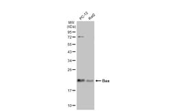 Invitrogen Bax Polyclonal Antibody 100 &mu;L | Buy Online | Invitrogen&trade; | Fisher Scientific