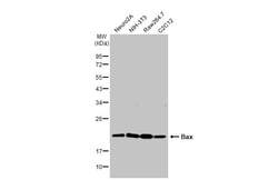 Invitrogen Bax Polyclonal Antibody 100 &mu;L; Unconjugated:Antibodies,