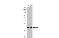Invitrogen Bax Polyclonal Antibody 100 &mu;L; Unconjugated:Antibodies,