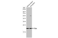 Invitrogen Bax Polyclonal Antibody 100 &mu;L; Unconjugated:Antibodies,
