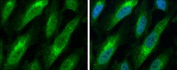 Invitrogen Bax Polyclonal Antibody 100 &mu;L; Unconjugated:Antibodies,