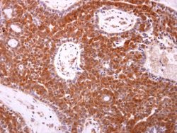 Invitrogen Bax Polyclonal Antibody 100 &mu;L; Unconjugated:Antibodies,