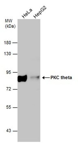 Invitrogen PKC theta Polyclonal Antibody 100 &mu;L; Unconjugated:Antibodies,