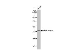 Invitrogen PKC theta Polyclonal Antibody 100 &mu;L; Unconjugated:Antibodies,