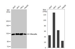 Invitrogen Vinculin Polyclonal Antibody 100 μL; Unconjugated:Antibodies,