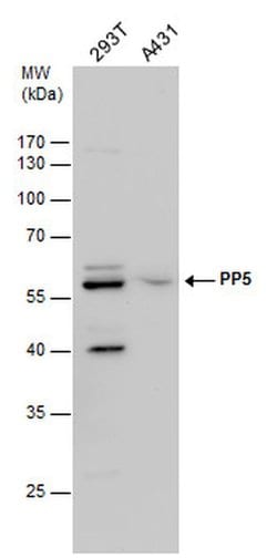 Invitrogen PP5 Polyclonal Antibody 100 &mu;L; Unconjugated:Antibodies,