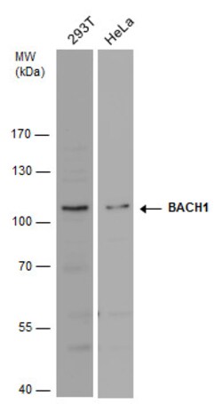 Invitrogen BACH1 Polyclonal Antibody 100 &mu;L; Unconjugated:Antibodies,