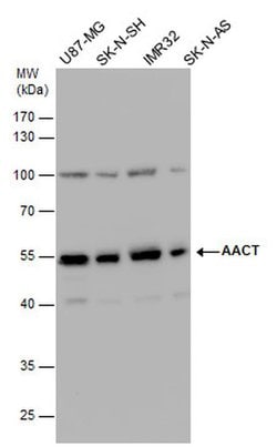 Invitrogen SERPINA3 Polyclonal Antibody 100 &mu;L; Unconjugated:Antibodies,