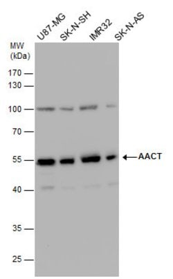 Invitrogen SERPINA3 Polyclonal Antibody 100 &mu;L; Unconjugated:Antibodies,