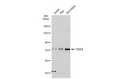 Invitrogen TCF3 Polyclonal Antibody 100 &mu;L | Buy Online | Invitrogen&trade; | Fisher Scientific